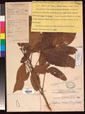 Dimocarpus didyma